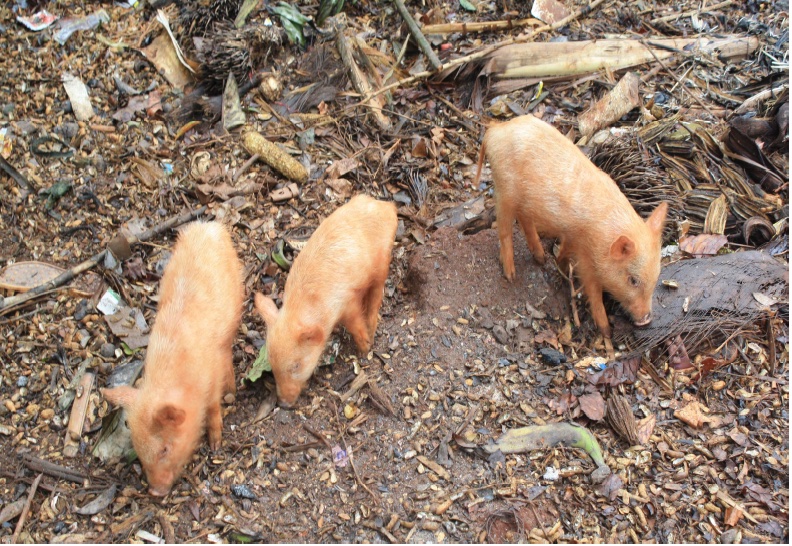 Élevage de porcs Élevage de porcs